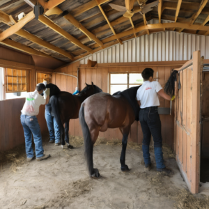 Stallhilfe in Rottweil