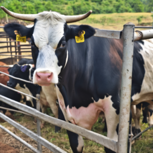 Stallhilfe in Niedersachsen finden