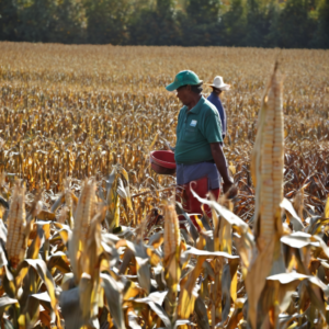 Landwirtschaftliche Helfer für die Maisernte