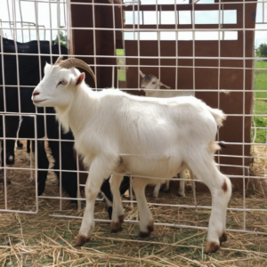 Stallhilfe während der Ziegenzucht